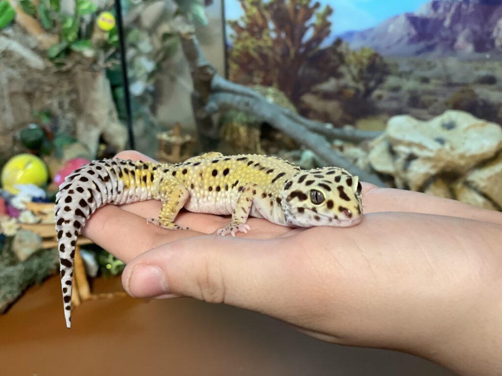 gecko on boy's hand